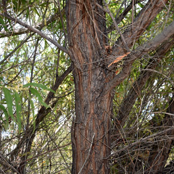 Goodding's Willow is fast growing tree or shrub that grows upward of 60 feet with a trunk diameter up to 30 inches or so. Bark is brown, rough, thick and deeply furrowed. Salix gooddingii